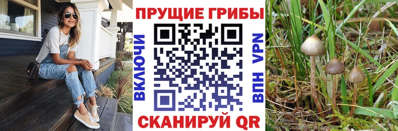 Псилоцибиновые грибы Cubensis  Саратов 